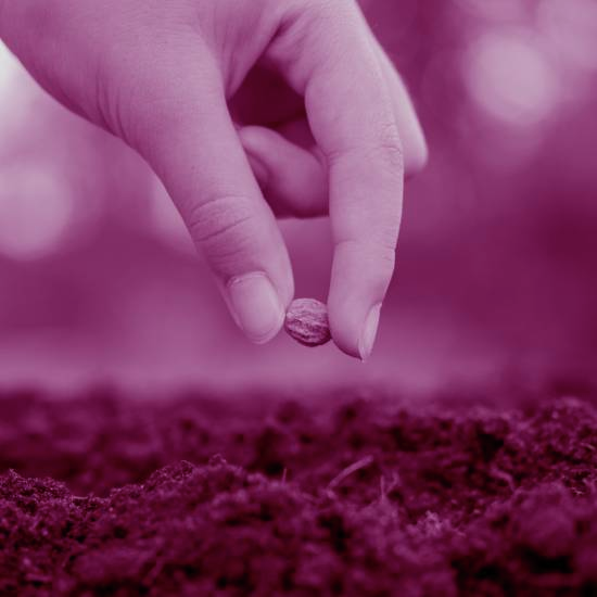 כך הולכים השותלים רון בלב ושיבא ביד