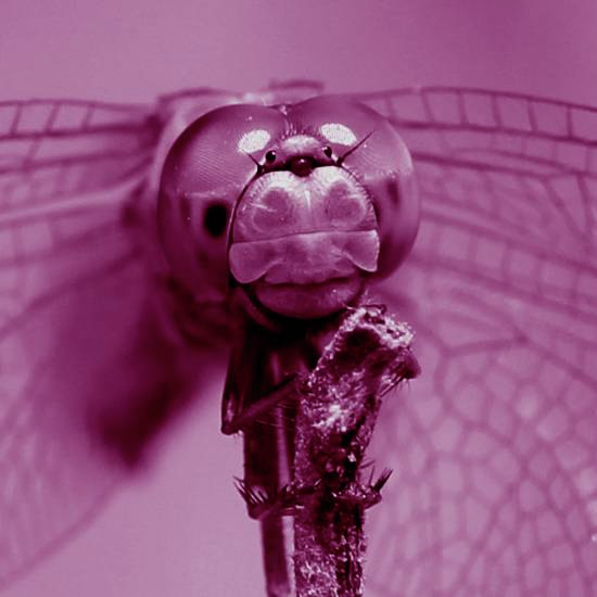 האריה והממותה, הגמל והשיבוטה וגם ההיפופוטם