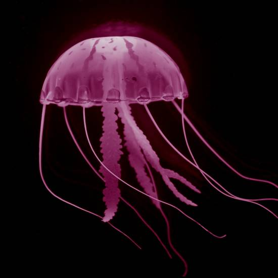 מדוזה בלי בלוזה