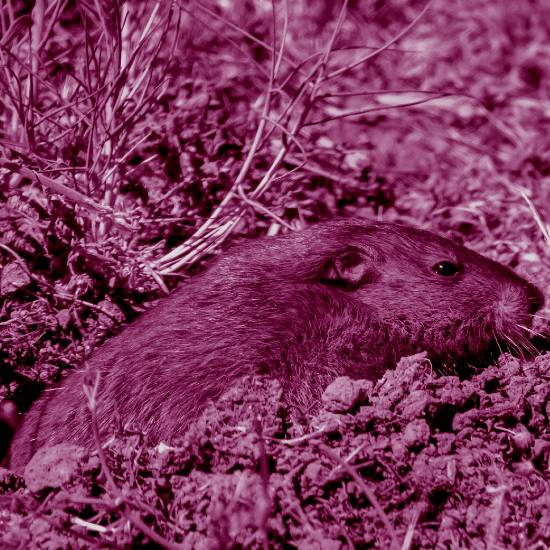 הַחֲפַרְפֶּרֶת וְהַחֹלֶד, הֵבִיאוּ אִתָּם קֶמַח סֹלֶת