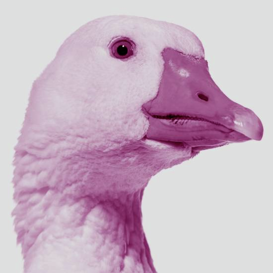 ראש גדול מאיר הכל ויותר כבר לא צריך לשאול