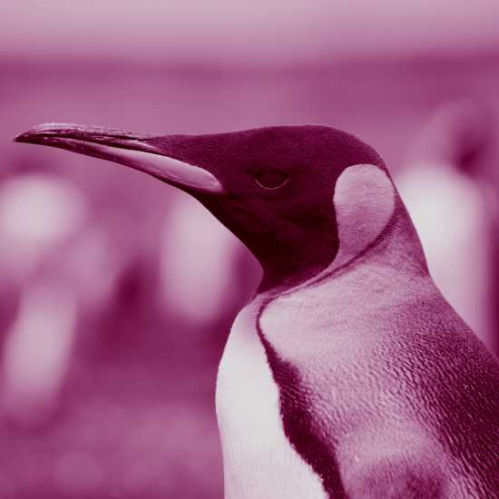 הָיֹה הָיָה פינגי