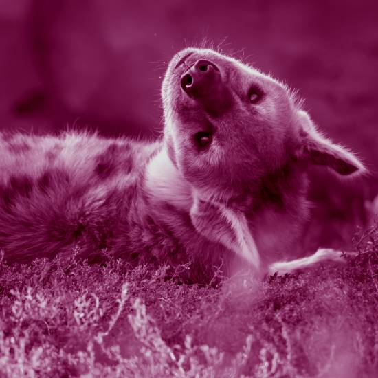 עַל הָהָר, עַל הַר גִּלְבּוֹעַ יֵשׁ מְעָרָה וּבָהּ צָבוֹעַ