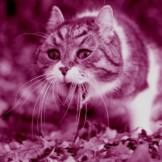 סיגריה? זה מגעיל אותי!