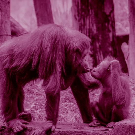 הי אדוני, מה עצבני למה מרביץ פה, תיתן להציץ