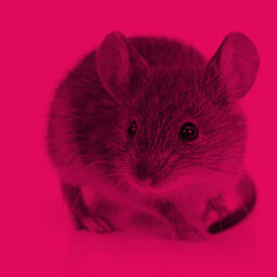 מדענים הצליחו "להצעיר" מוחם של עכברים