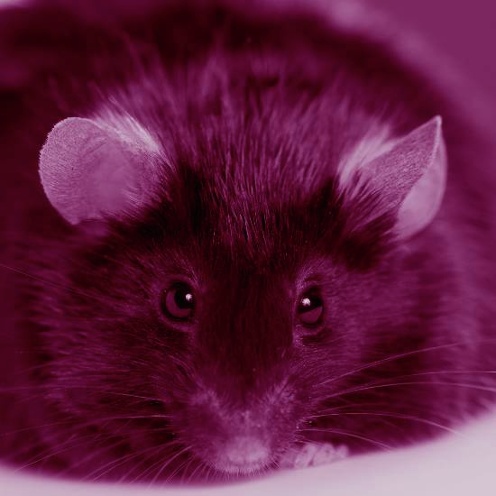 אני רעב בטני מצטמקת מרעב, אם לא אוכל תידבק הבטן שלי לגב