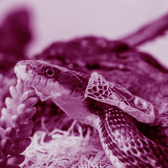 בהשילי בלי כל חשש, תרבות של עור אשר יבש וכמו חדש למחוז חפצי אגיע