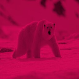 דובי הקוטב מחשבים את קצם לאחור