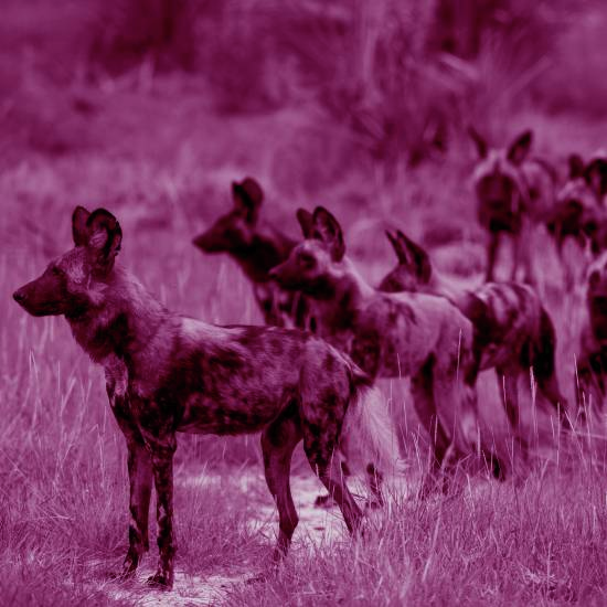 "אנו נהיה הראשונים", כה אמרנו אח אל אח