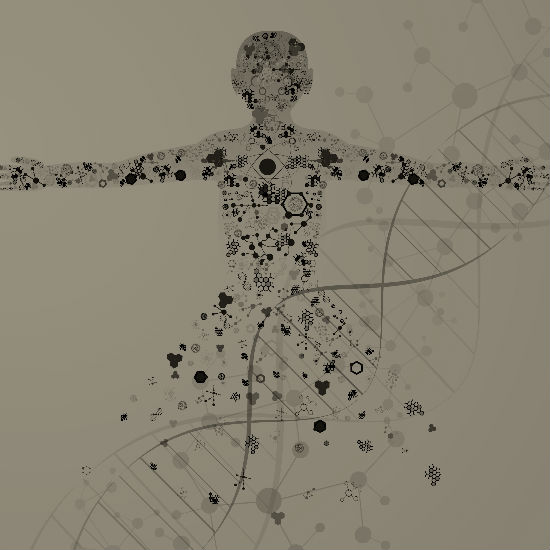 התפתחות עוברית: חלק 4