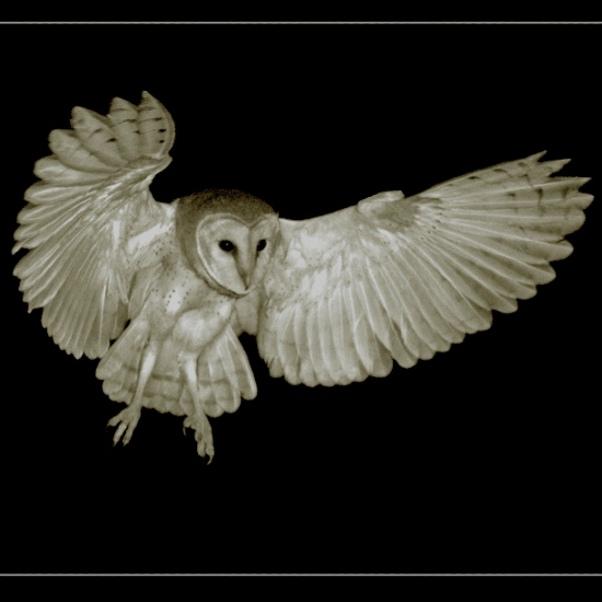 הפוליטיקה של הציפורים - פרק 2