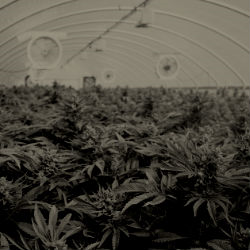 ריאה ירוקה: חלק 1