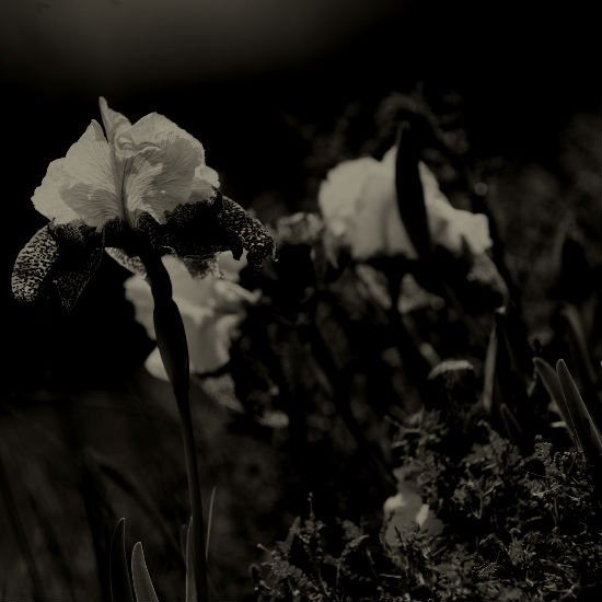 הפרח והגנים: חלק 4