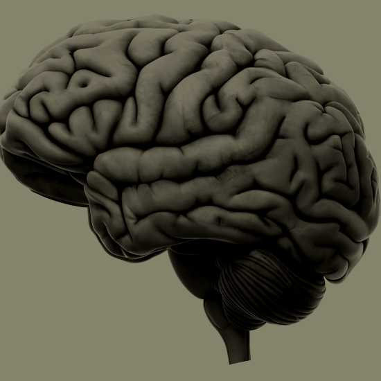 איך המוח מחליט? - חלק 1