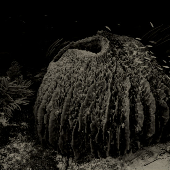 לספוג או לא לספוג: חלק 2