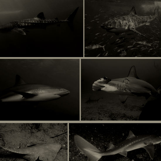 טורפי על ימיים: חלק 4