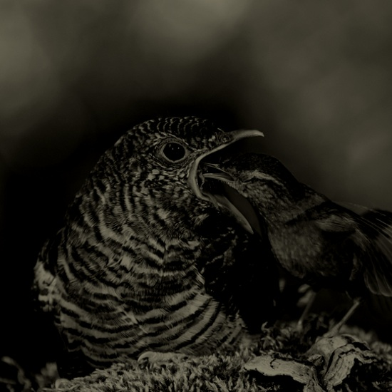 אקולוגיה התנהגותית - פרק 4