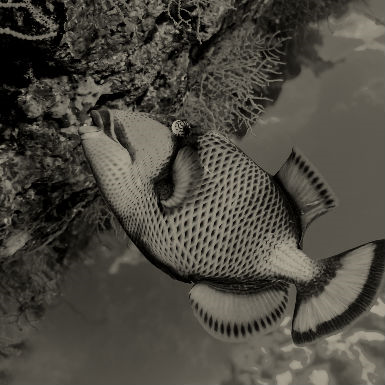 בתוך הים: חלק 4