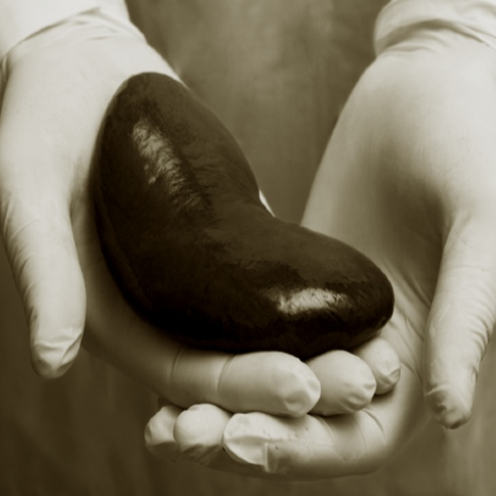 תרומות איברים: דיון סוער - פרק 1