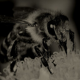יש דבורים בגו: חלק 4