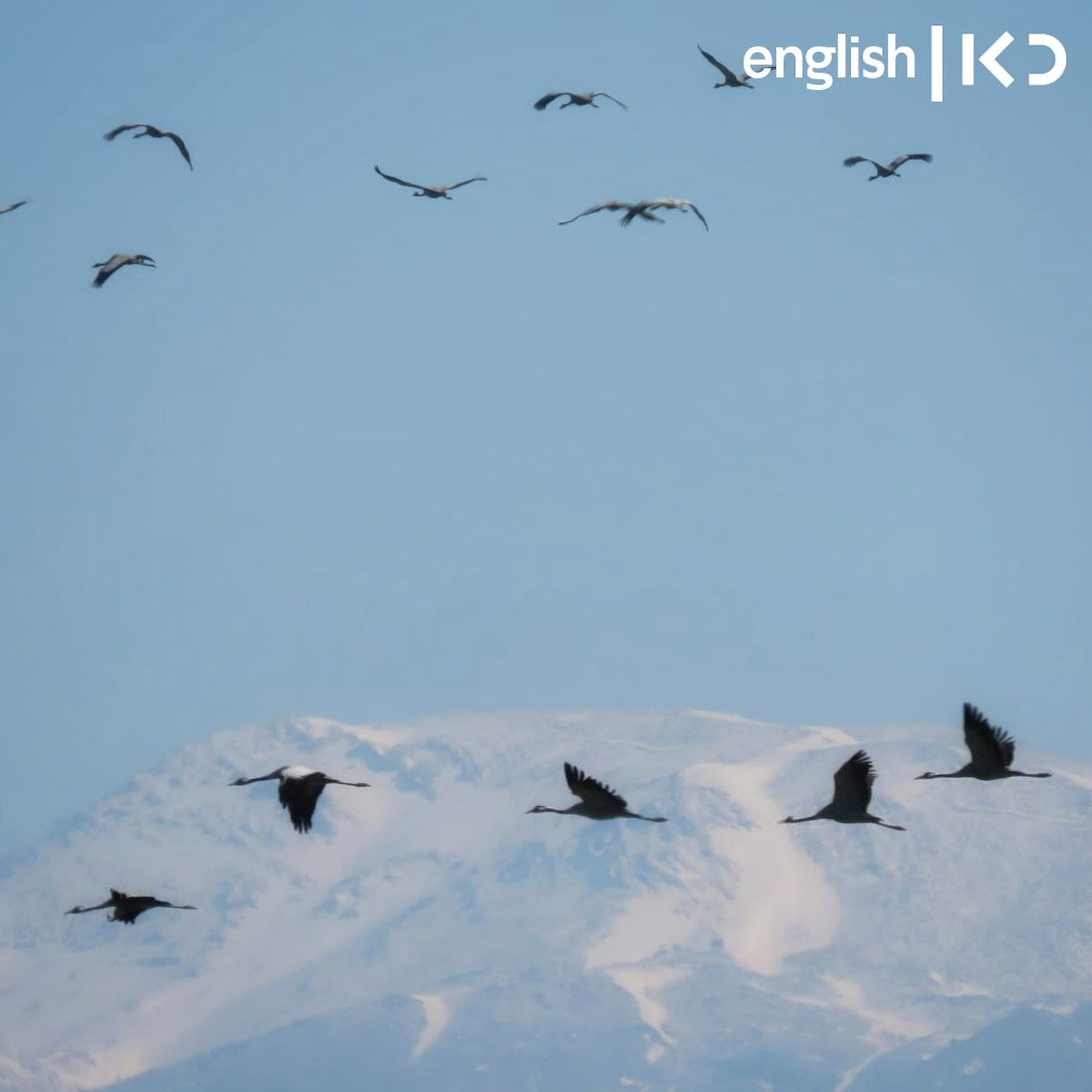 Spring migration during wartime episode artwork