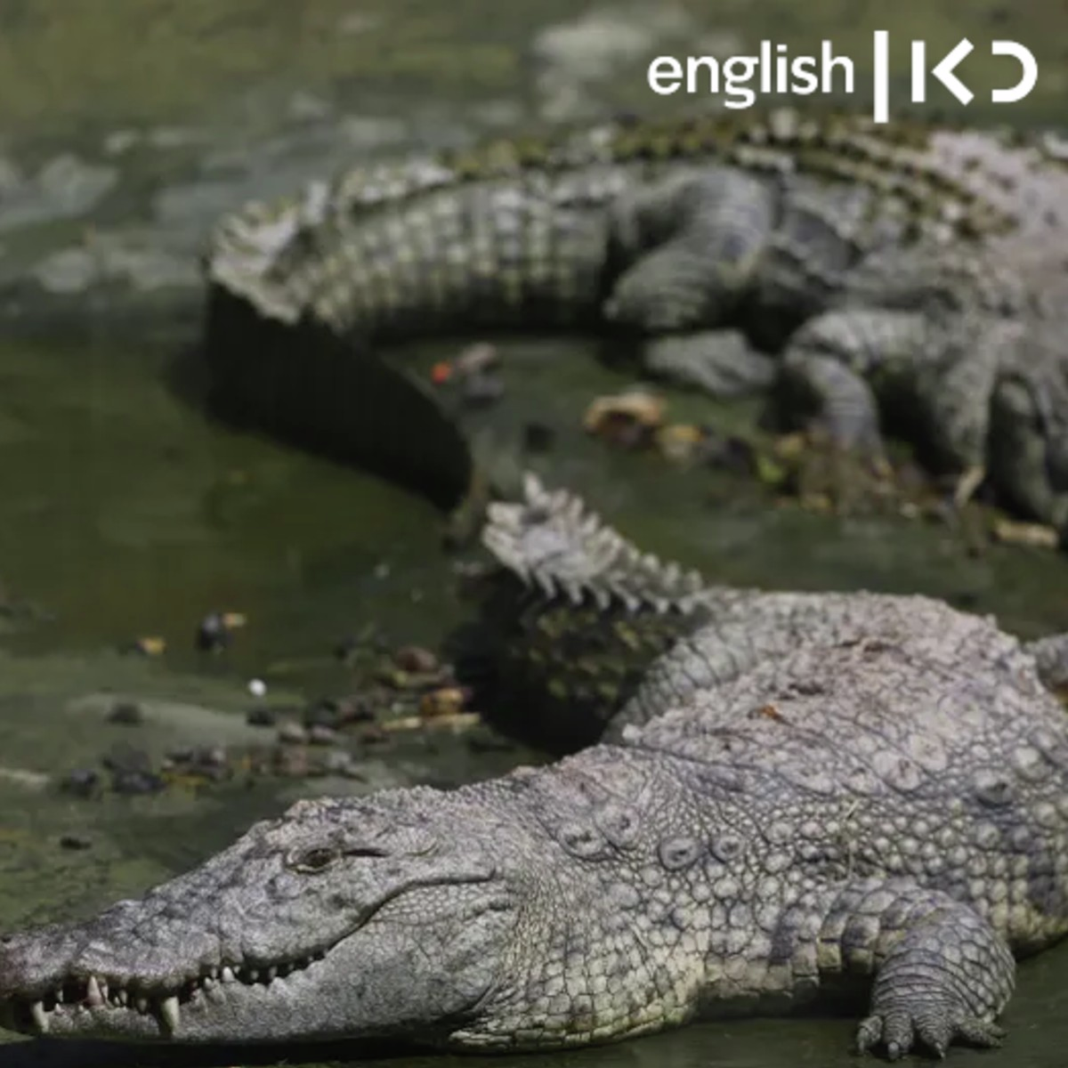 Will the courts torpedo the plan to place crocodiles around Ketziot prison? episode artwork