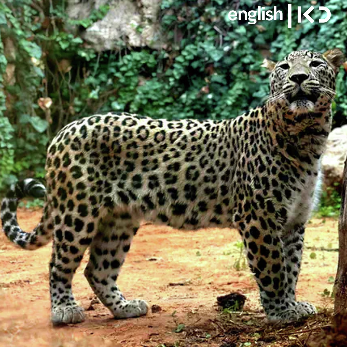 Two rare Persian leopards arrive at Jerusalem's Biblical Zoo episode artwork