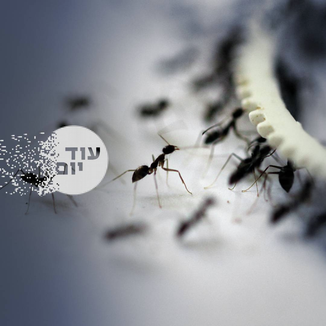 נמלים נגד בני אדם