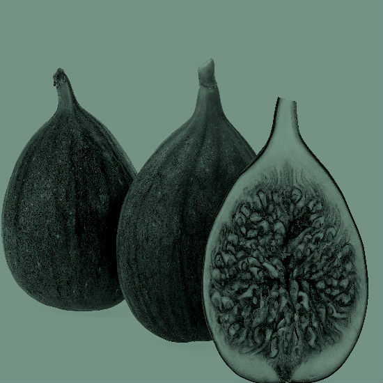 על אור ועור