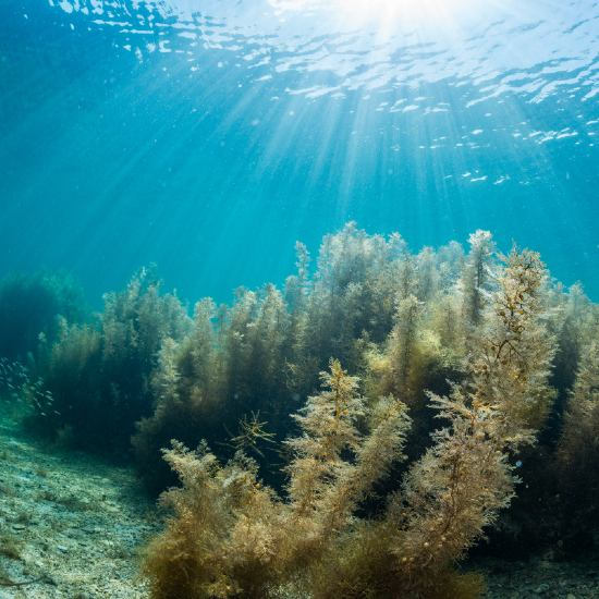 En Israel hallan la forma de obtener electricidad de algas marinas