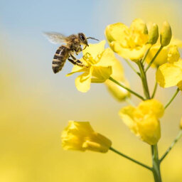 Ciencia en Israel: Descubren una nueva especie de abeja