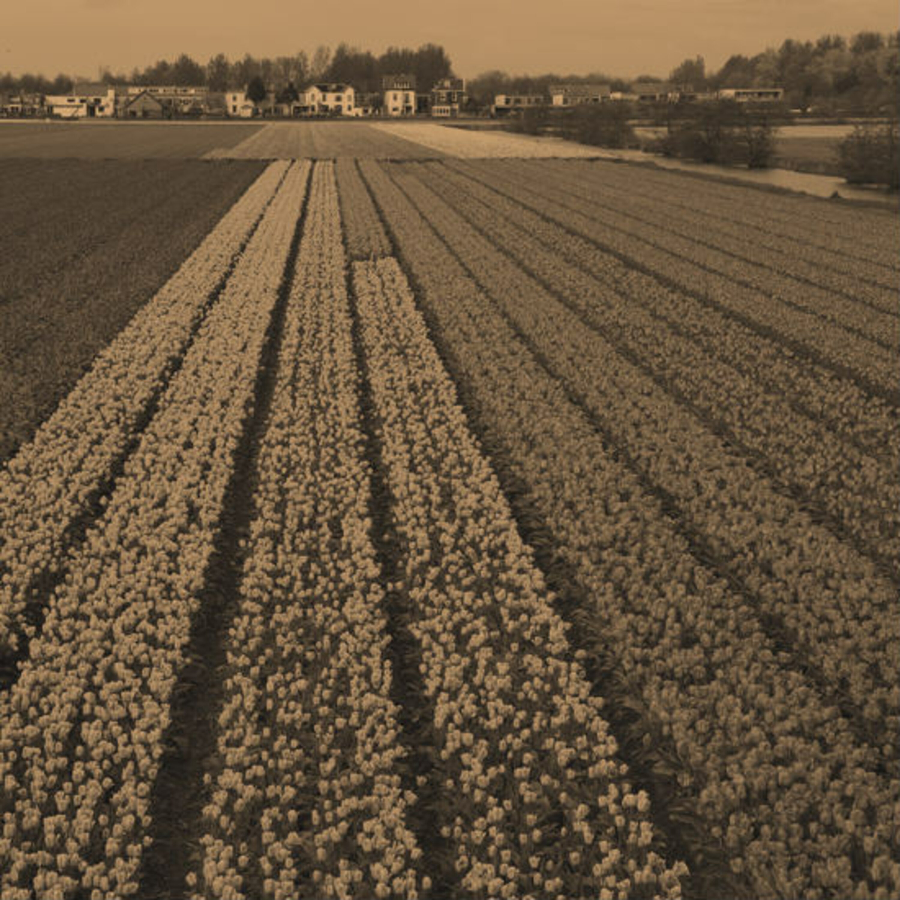 משבר הצבעונים של הולנד או צבעוני-מאניה!