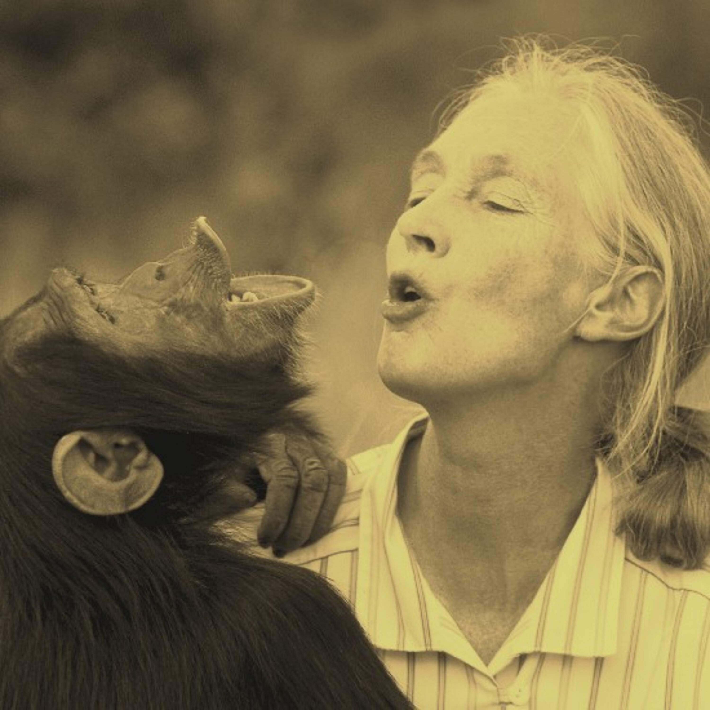 חוקרות הקופים באפריקה