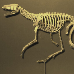 ההיסטוריה של הדינוזאורים