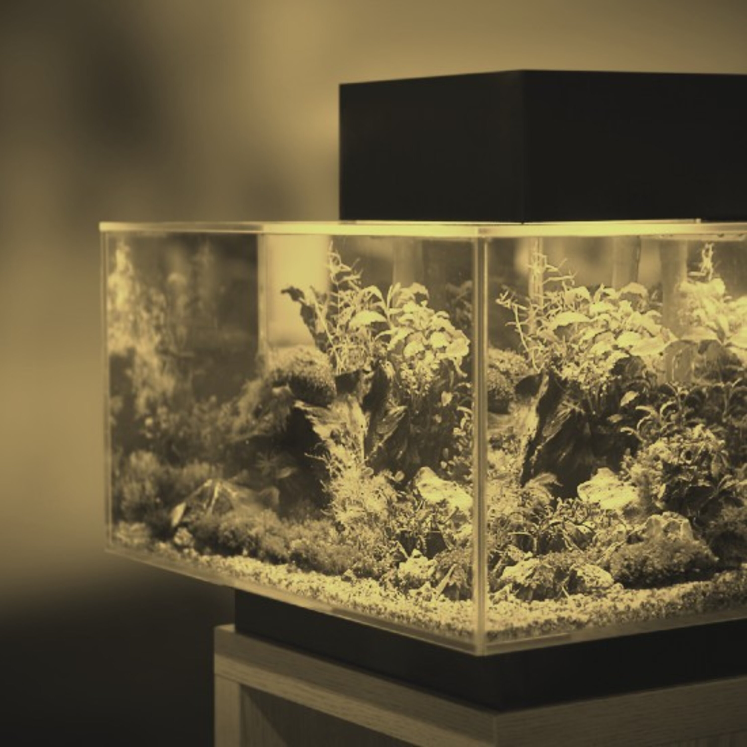 ממציאת האקווריום