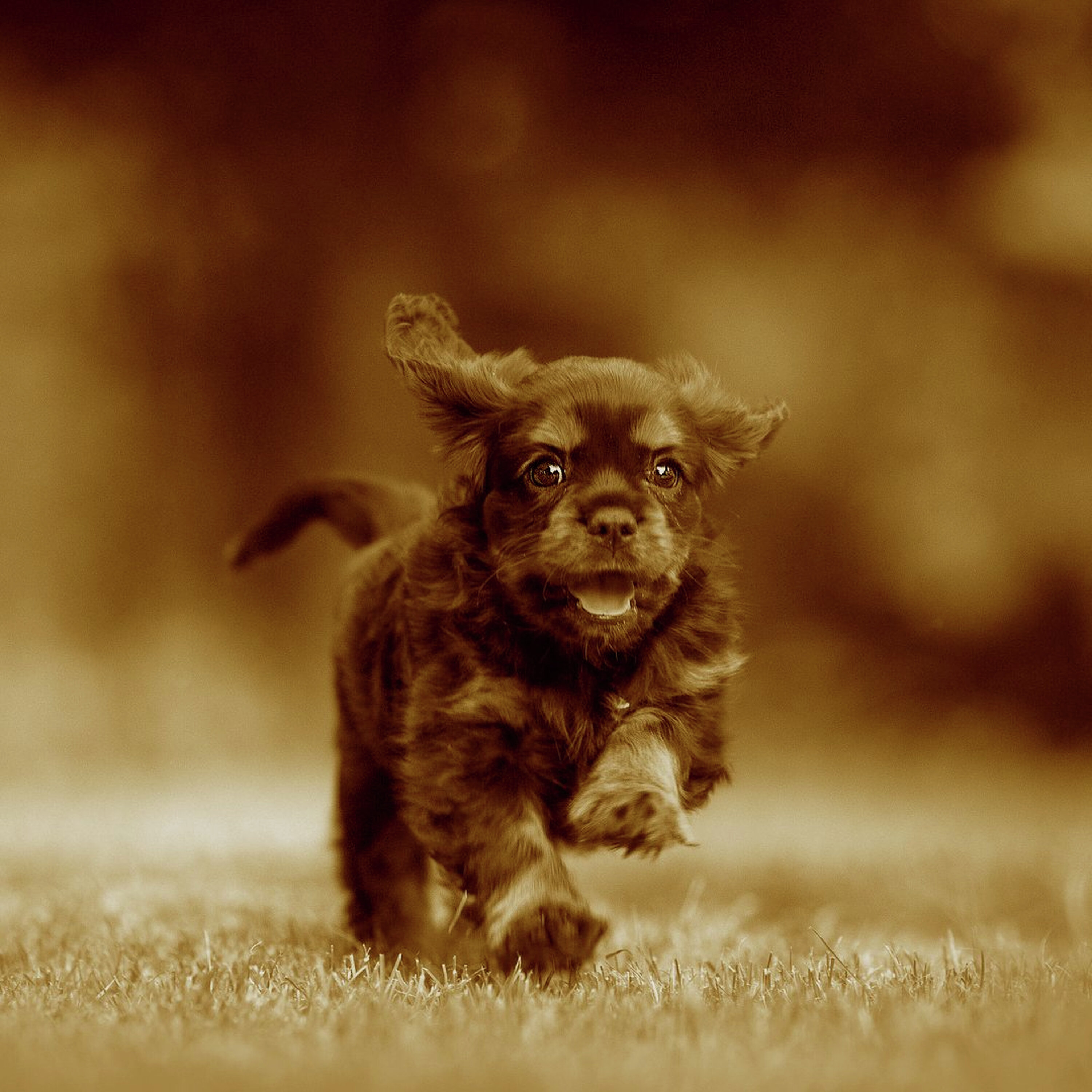 ההיסטוריה של הכלבים