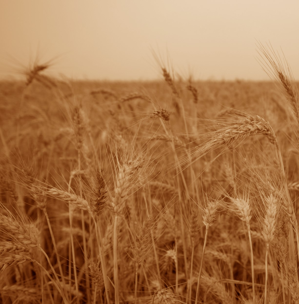 מחכים לדיבור חדש