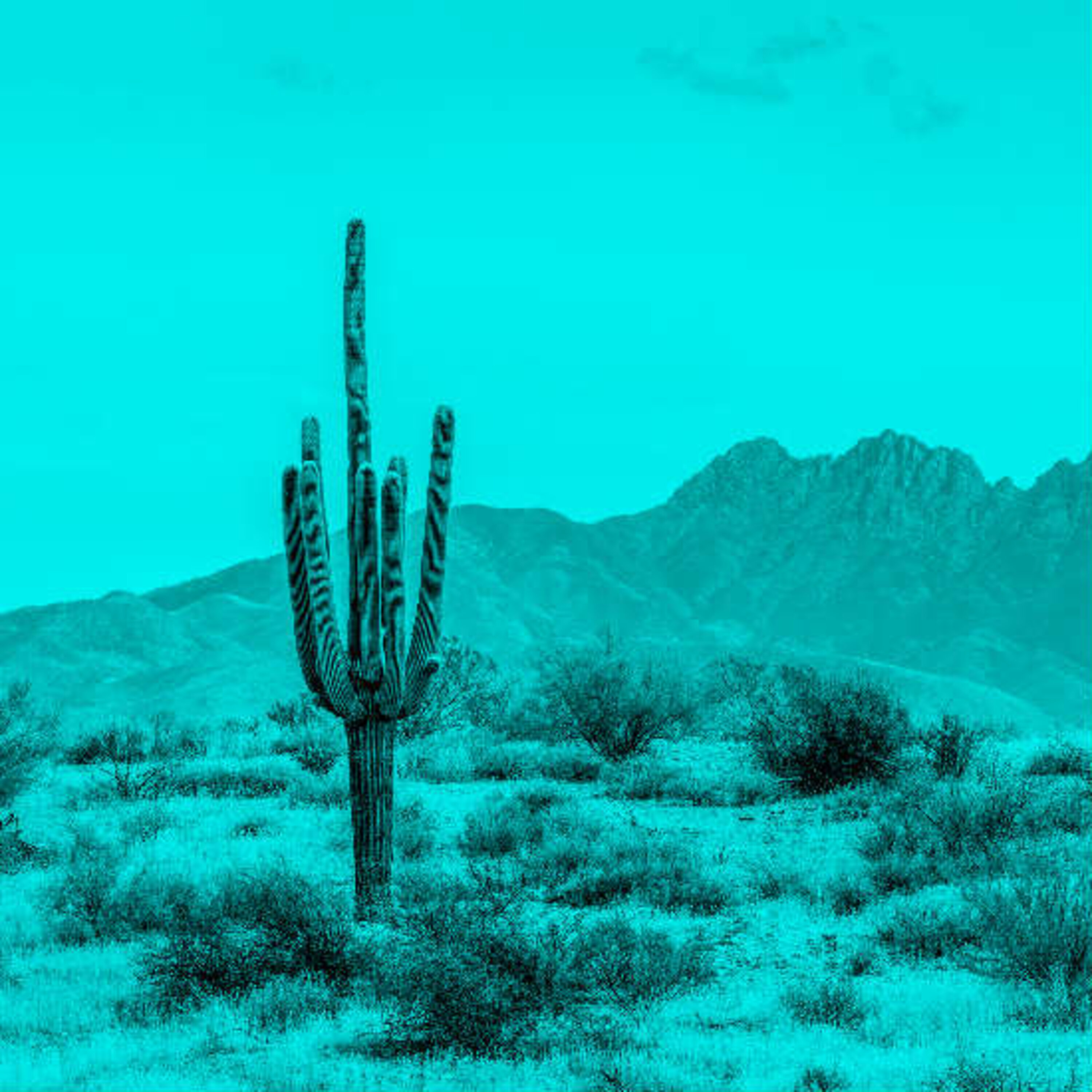 פרק 18: מתחרים ואגרנים