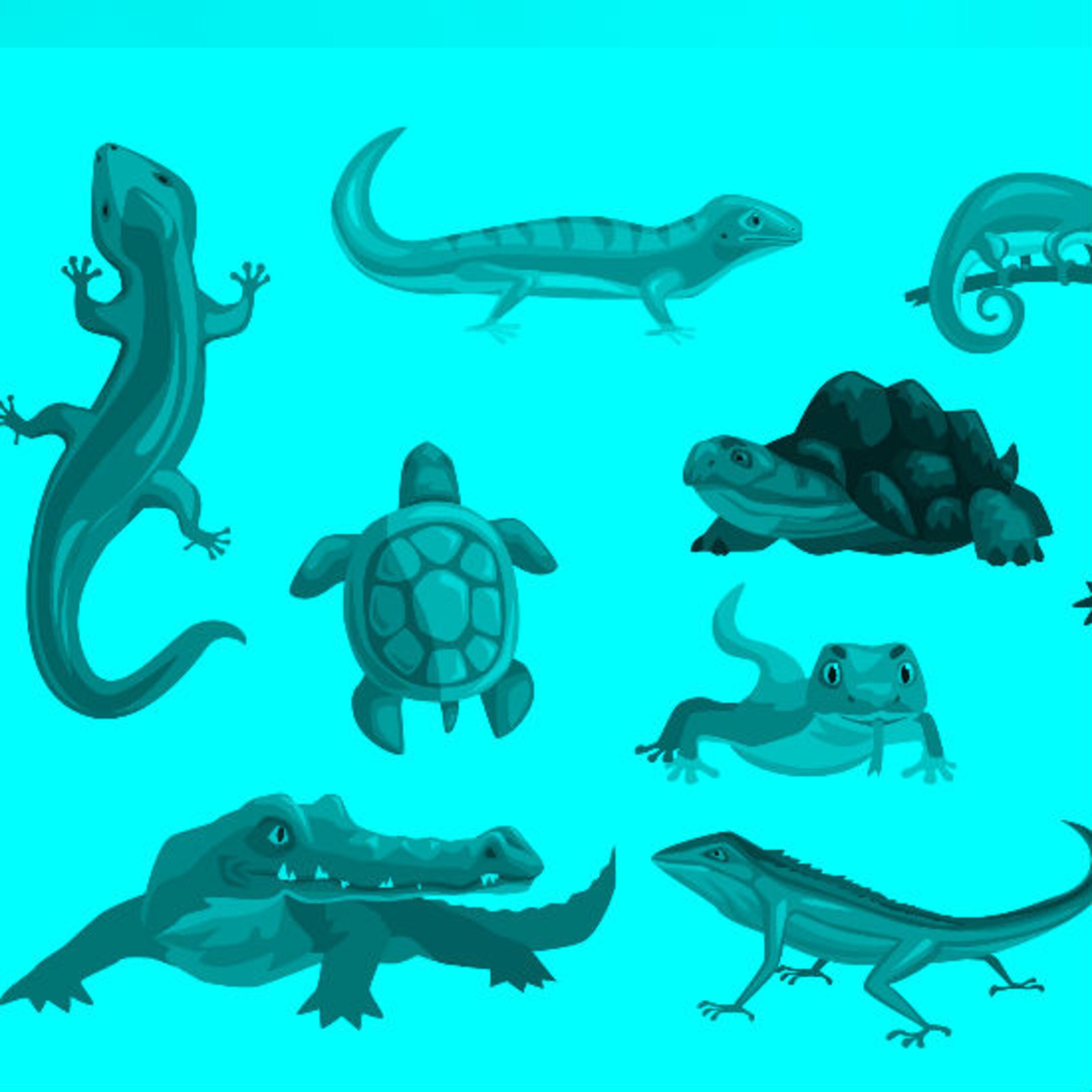 פרק 13: זוחלים וזוהרים