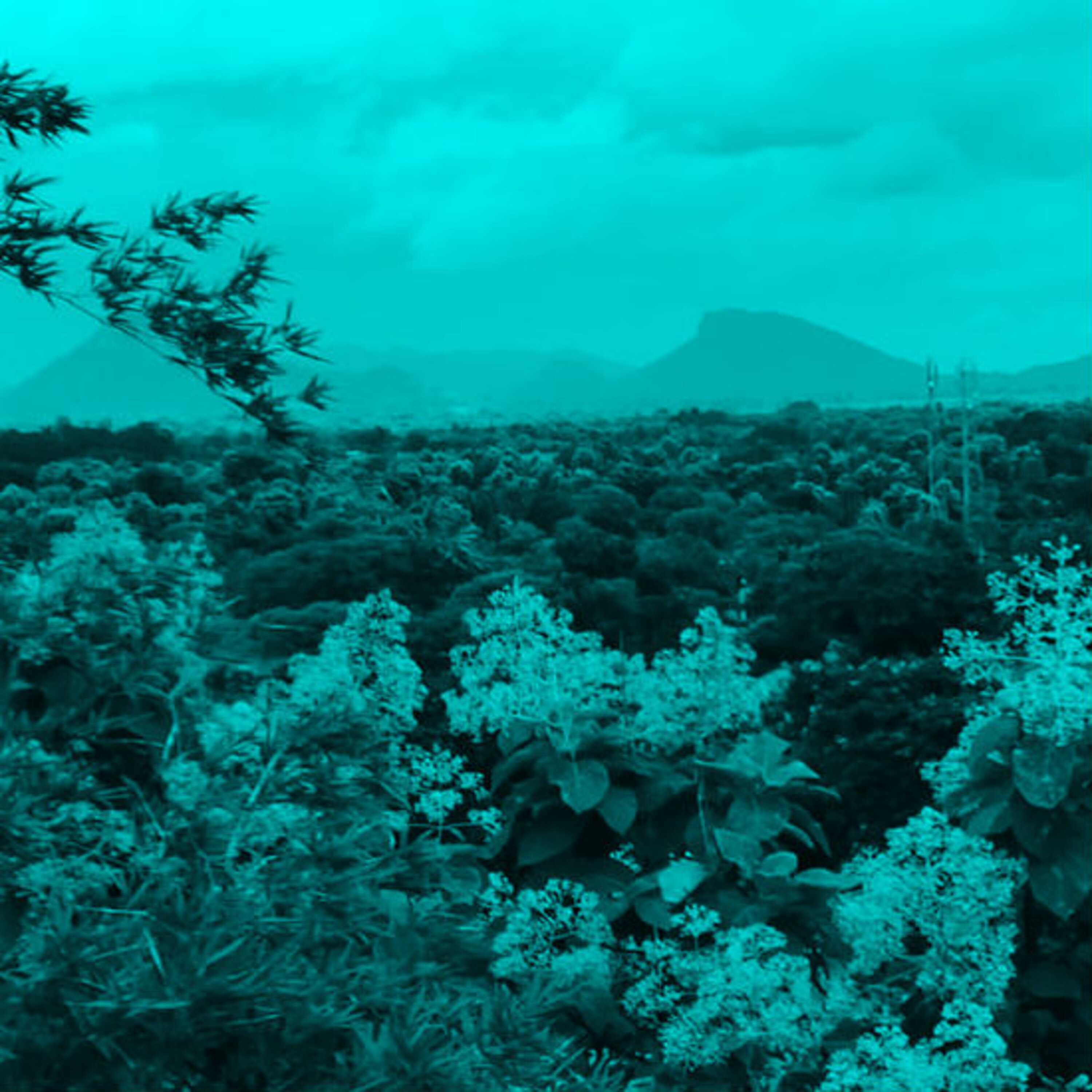 פרק 5: עוץ לי עץ לי