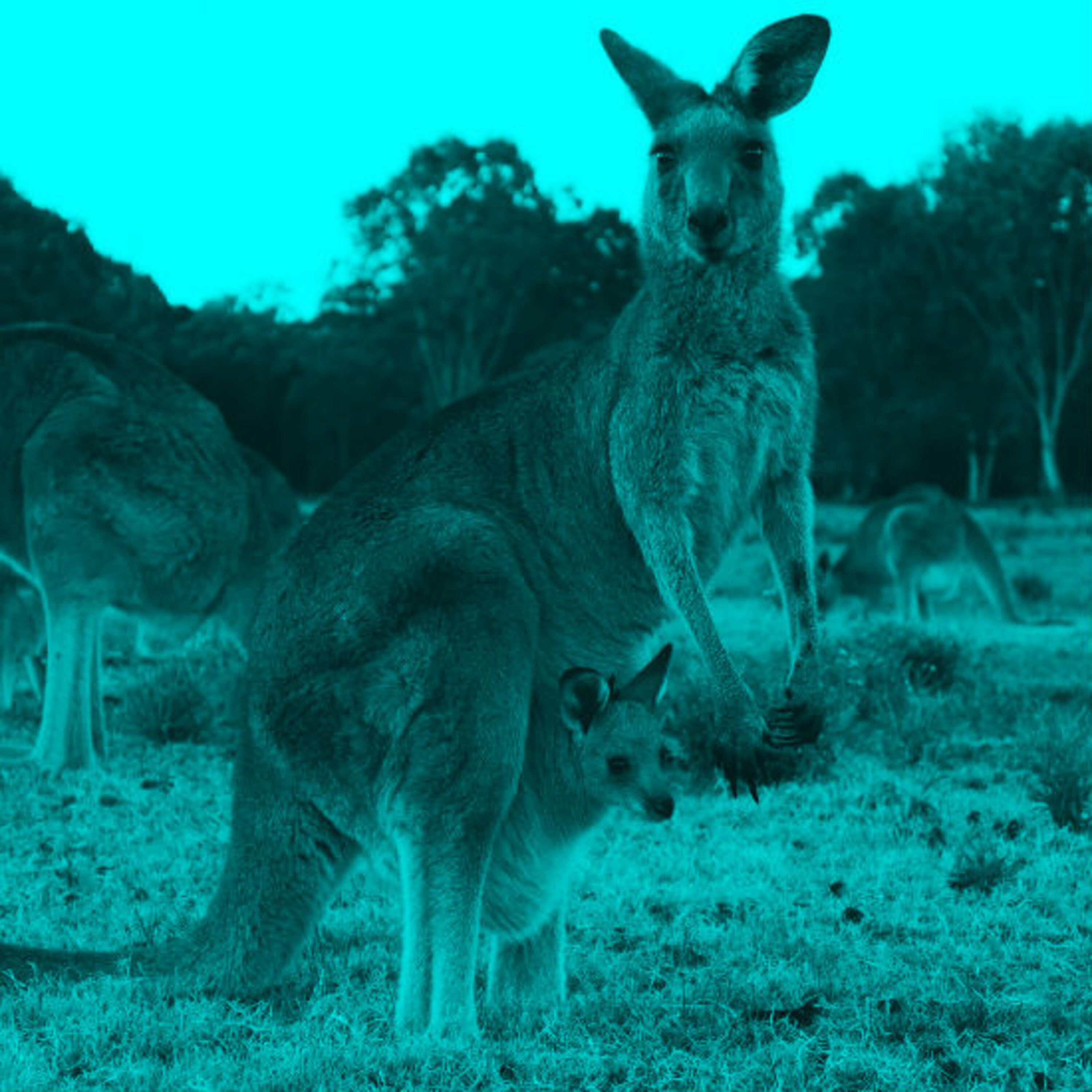 פרק 6: יונקים וכיסנים