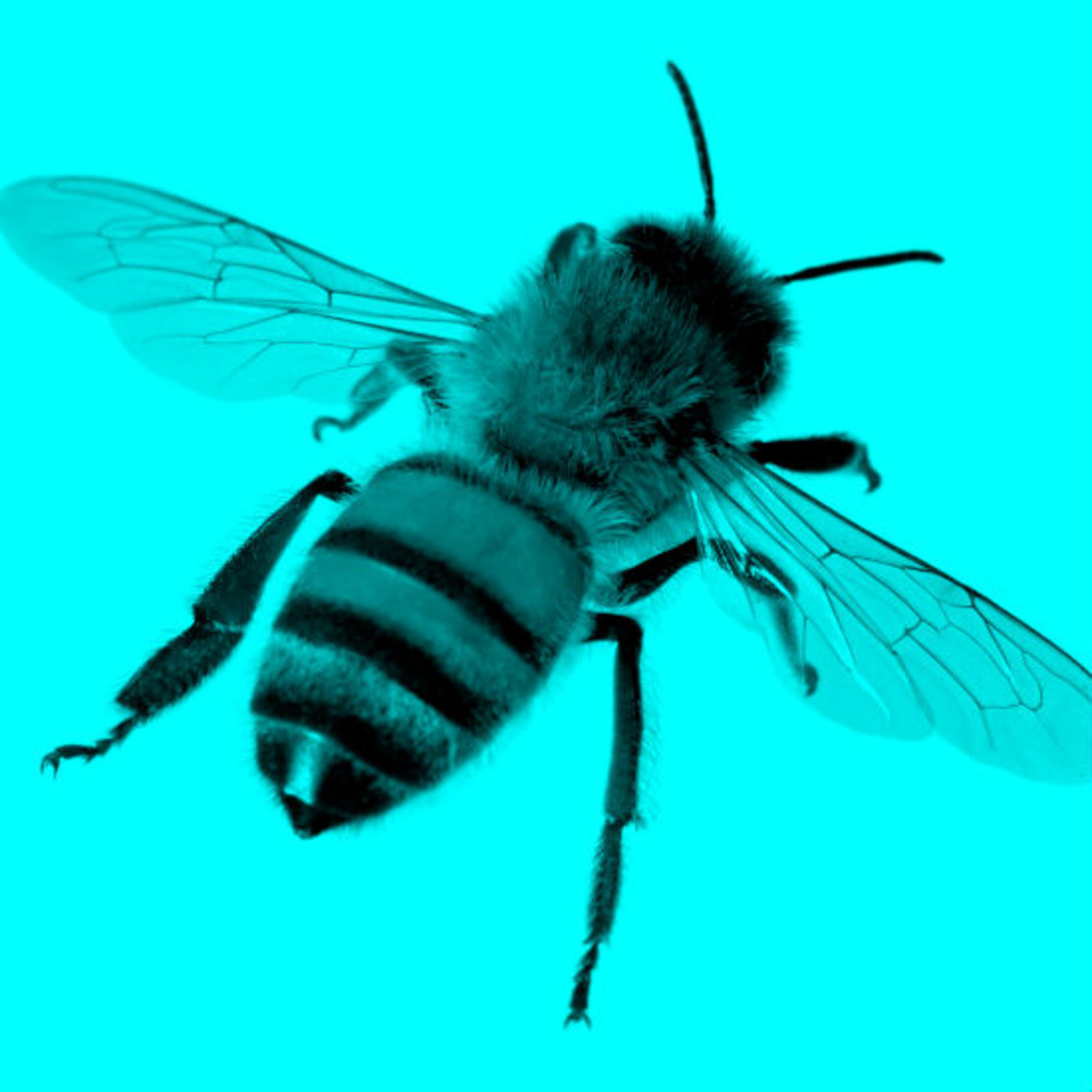 פרק 12: על הדבש ועל העוקץ