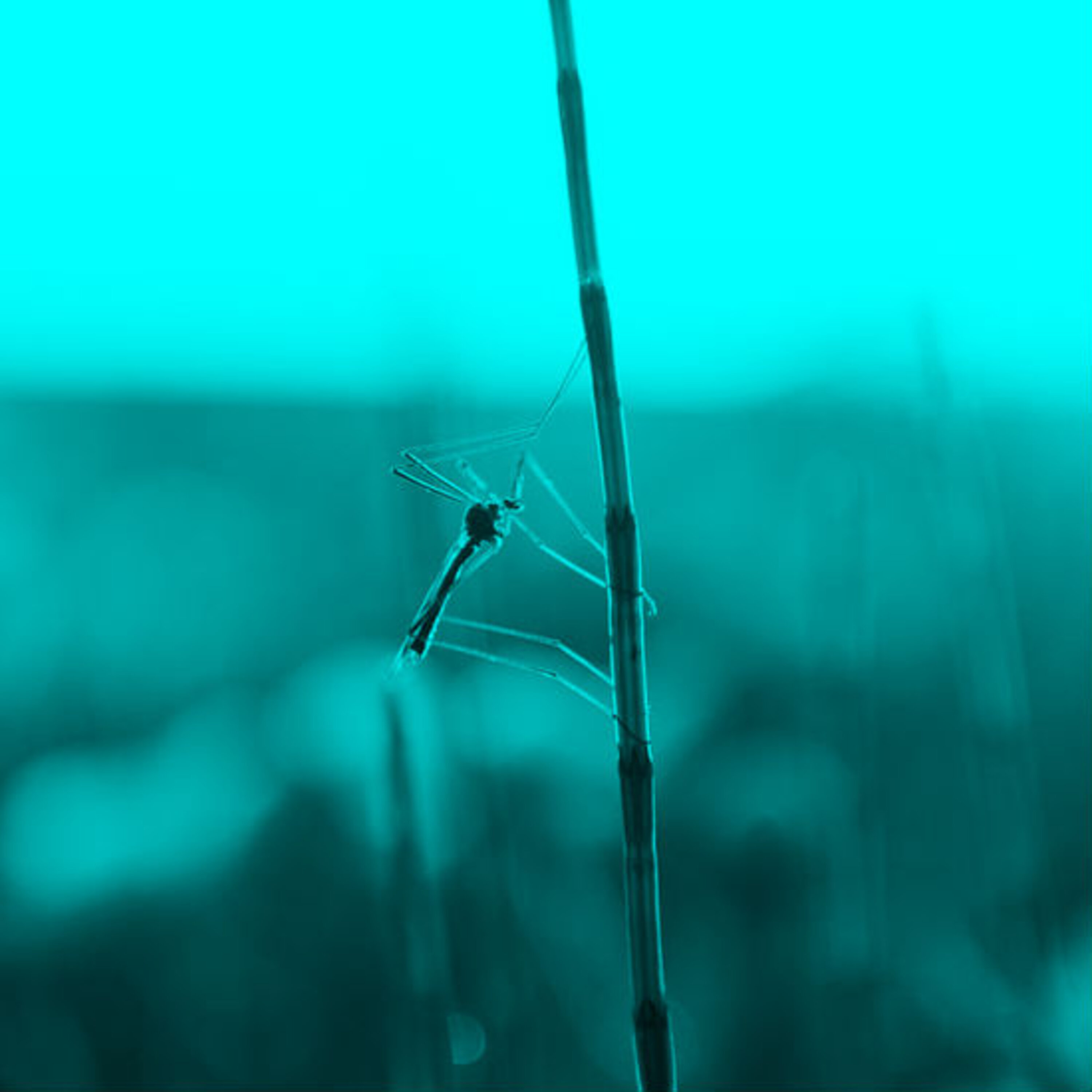 פרק 4: נקודת מבט חרקית