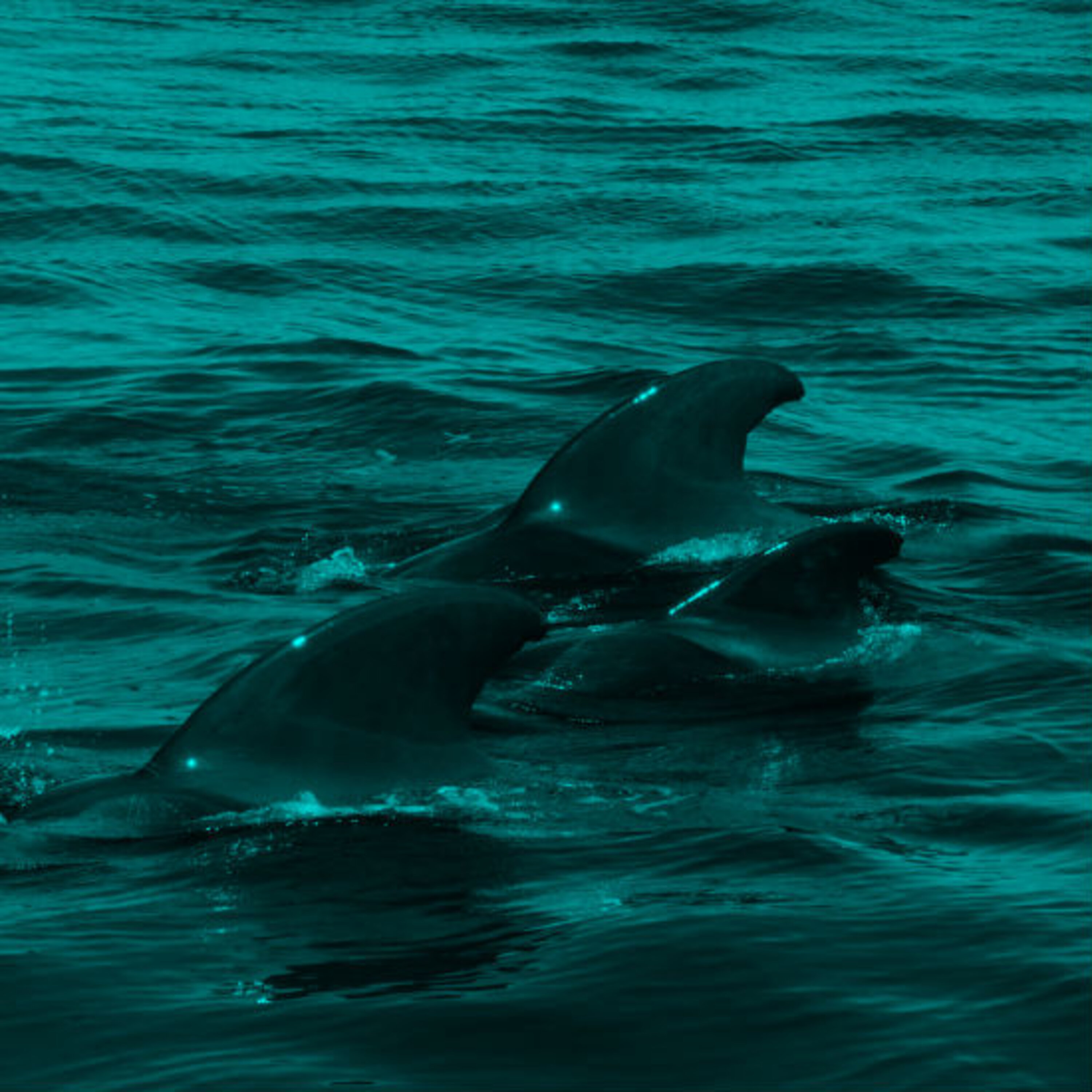 פרק 3: גלים, לווייתנים ומעברים