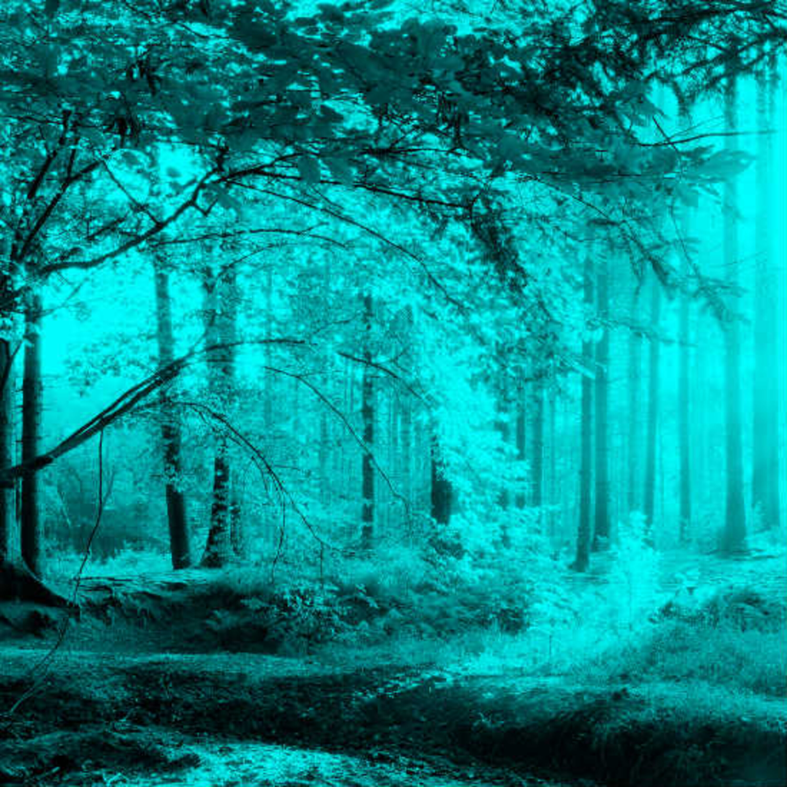 פרק 16: צמחתי להכיר