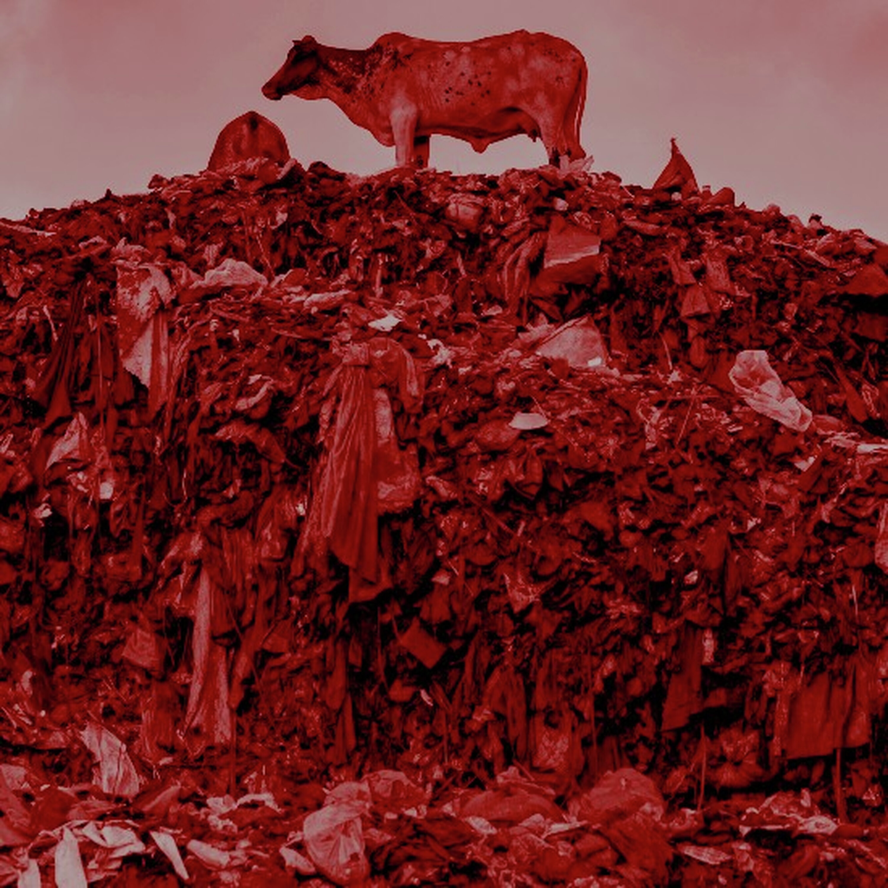Artwork for גם כן תרבות Gam Ken Tarbut