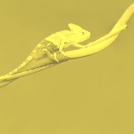 כנף החכמה: המסתגל שורד