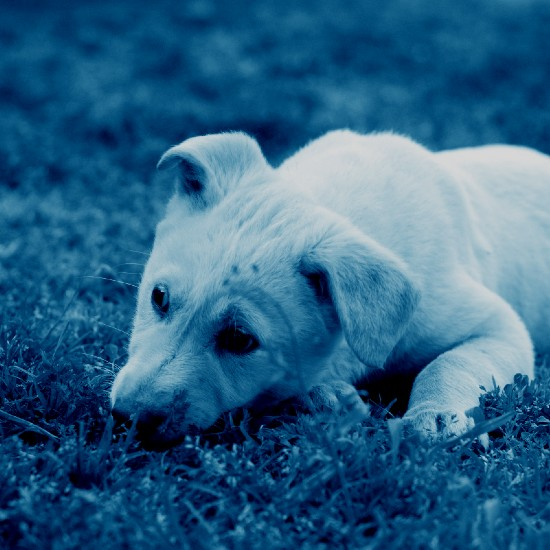 יש לי מושג ירוק פרק 26 | חוש הריח של כלבים וזיהוי מחלות