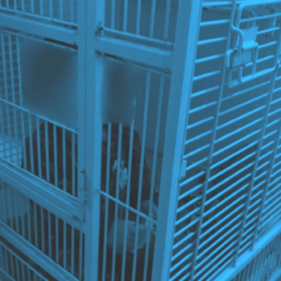 דודתה של האם שכלאה את בנה בכלוב: "זה היה רק משחק, הילד מופרע מאוד"